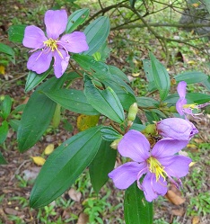 Flowers of the Straits Rhododendron